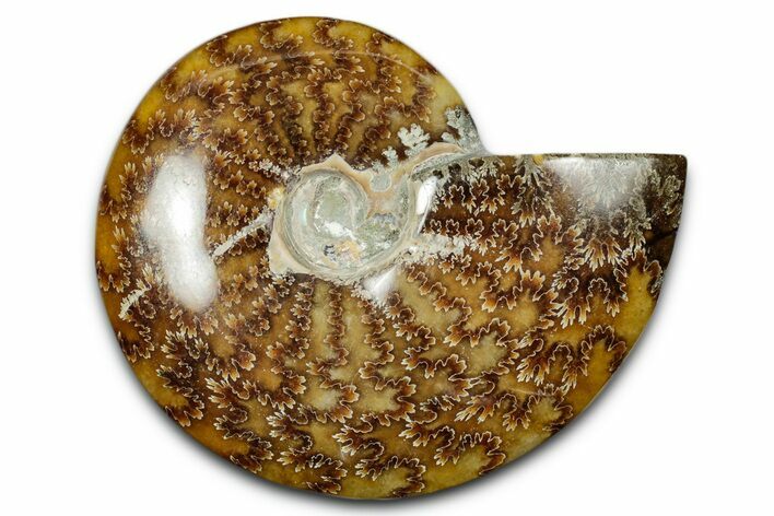 Polished Ammonite (Cleoniceras) Fossil - Madagascar #344294